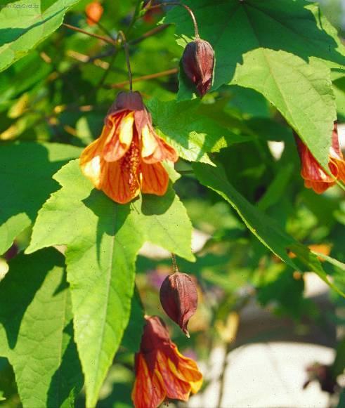 Фотографии к статье: Абутилон (комнатный клен) (Abutilon)