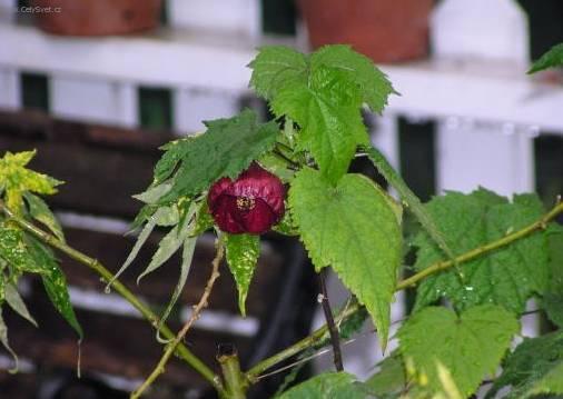 Фотографии к статье: Абутилон (комнатный клен) (Abutilon)