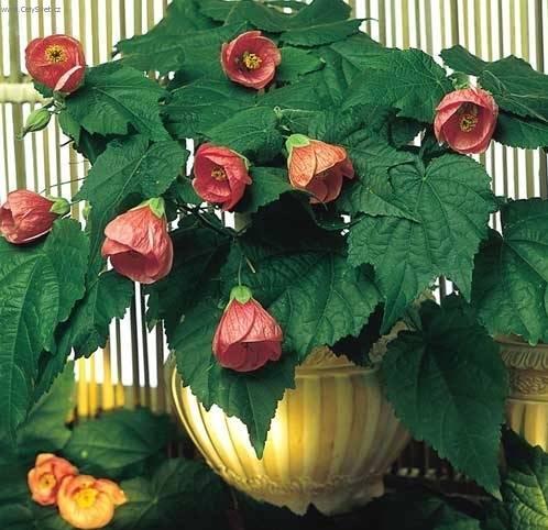 Фотографии к статье: Абутилон (комнатный клен) (Abutilon)