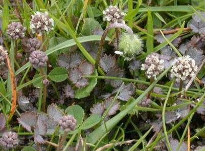 Фотографии к статье: Ацена мелколистная (Acaena mikrophylla)