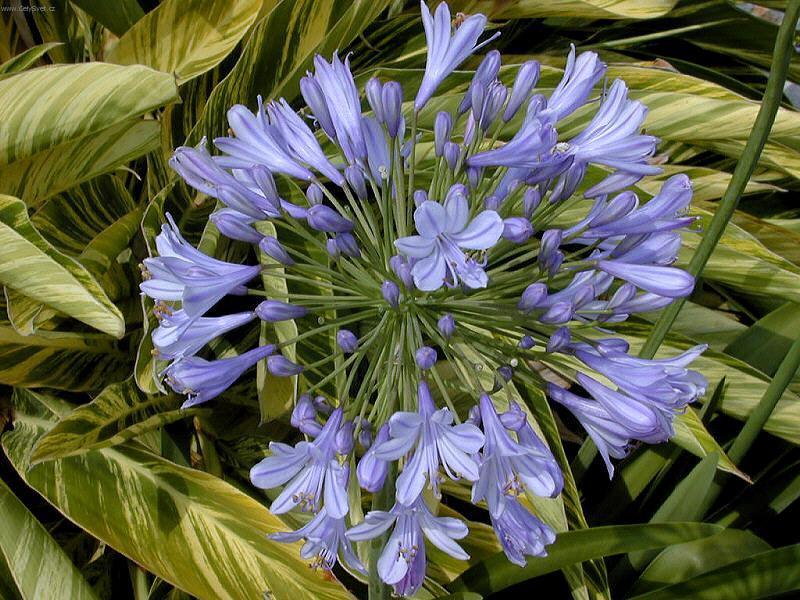 Фотографии к статье: Агапантус (Agapanthus)