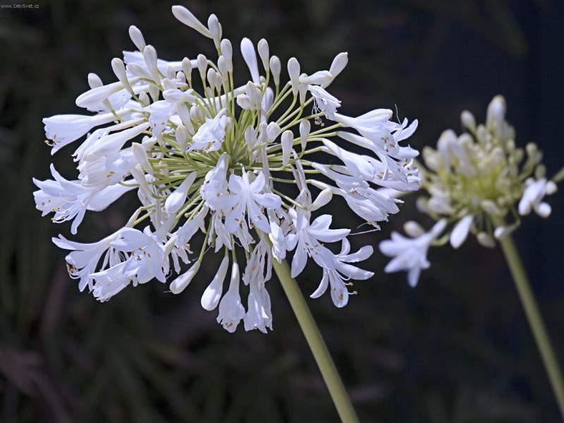 Фотографии к статье: Агапантус (Agapanthus)