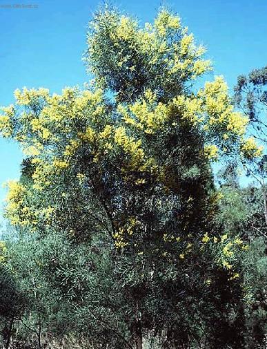 Фотографии к статье: Акация (Acacia)