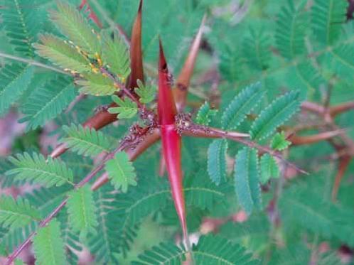 Фотографии к статье: Акация (Acacia)