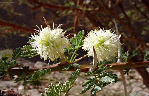 Фотографии к статье: Акация (Acacia)