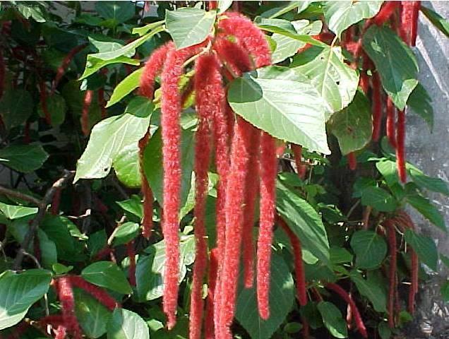 Фотографии к статье: Акалифа (Лисий хвост) (Acalypha)