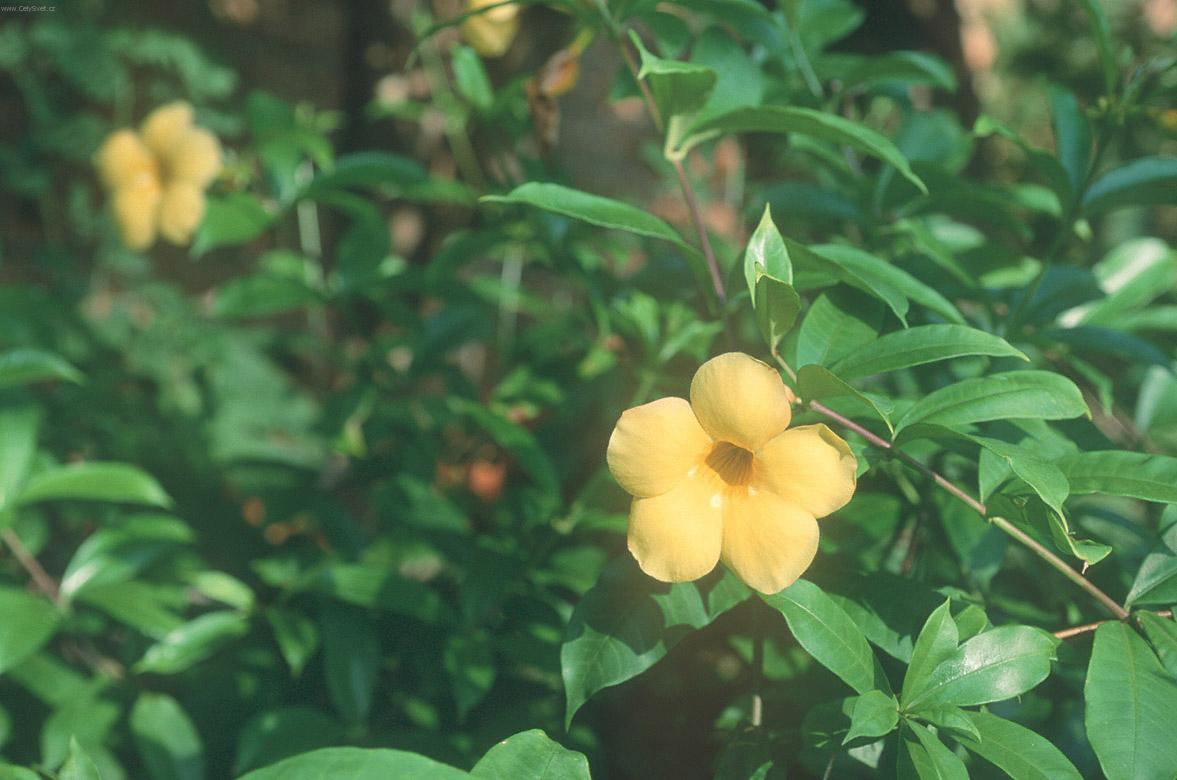 Фотографии к статье: Алламандра слабительная (Allamanda cathartica)