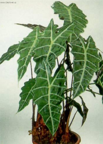 Фотографии к статье: Алоказия (арум) (Alocasia)