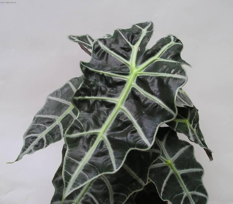 Фотографии к статье: Алоказия (арум) (Alocasia)