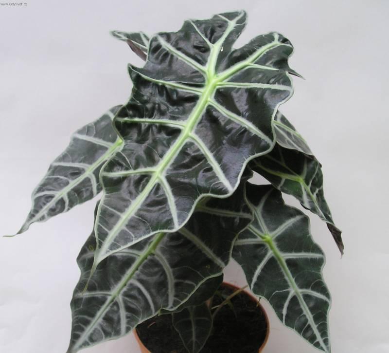 Фотографии к статье: Алоказия (арум) (Alocasia)