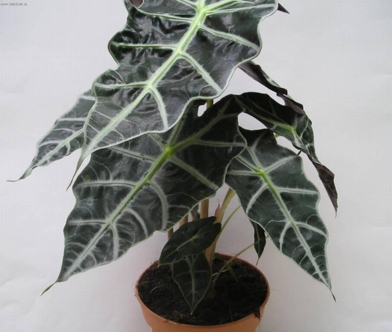 Фотографии к статье: Алоказия (арум) (Alocasia)