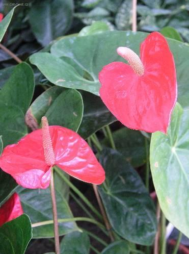 Фотографии к статье: Антуриум Шерцера (Anthurium)