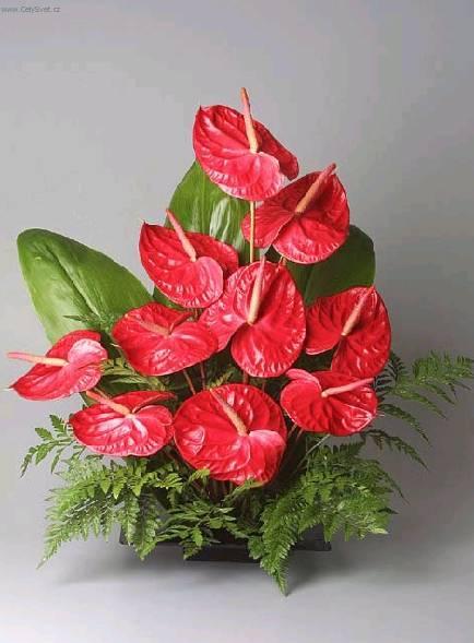 Фотографии к статье: Антуриум Шерцера (Anthurium)