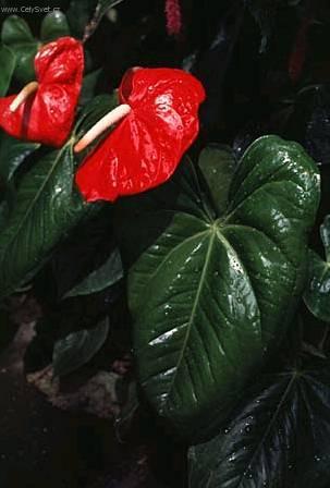 Фотографии к статье: Антуриум Шерцера (Anthurium)