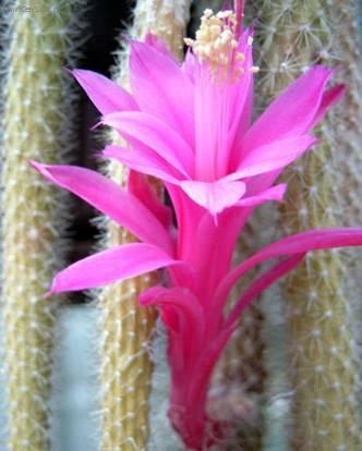 Фотографии к статье: Апорокактус плетевидный (Aporocactus flagelliformis)