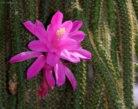 Фотографии к статье: Апорокактус плетевидный (Aporocactus flagelliformis)