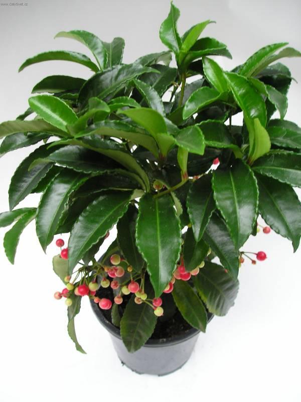 Фотографии к статье: Ардизия (Ardisia)