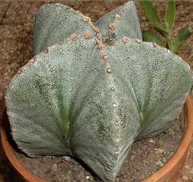 Фотографии к статье: Астрофитум (Astrophytum)