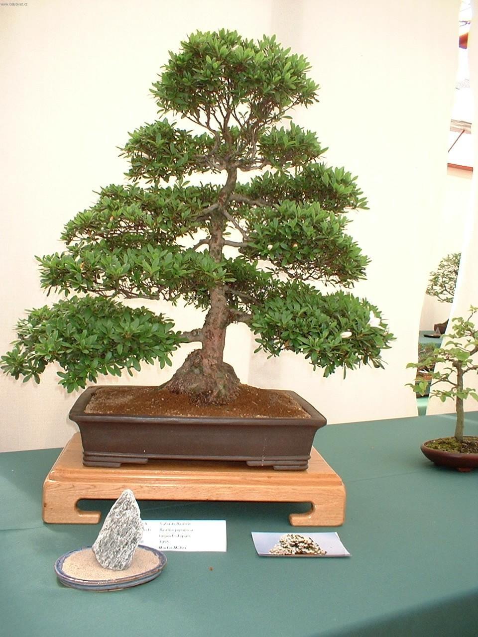 Фотографии к статье: Бонсай (Bonsai)