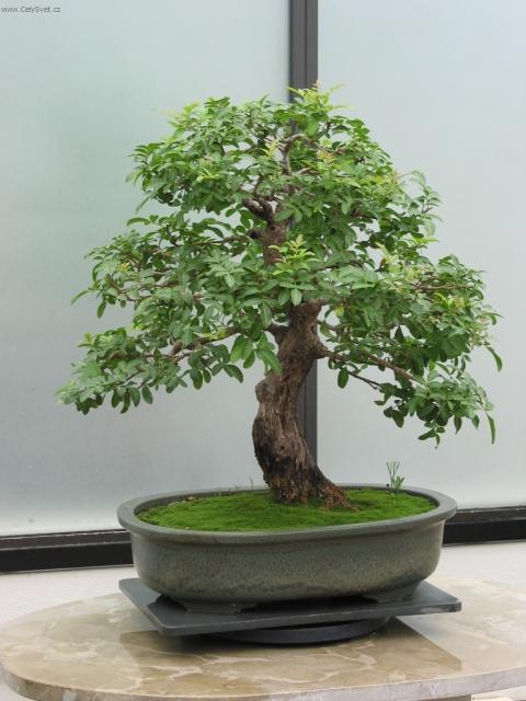 Фотографии к статье: Бонсай (Bonsai)