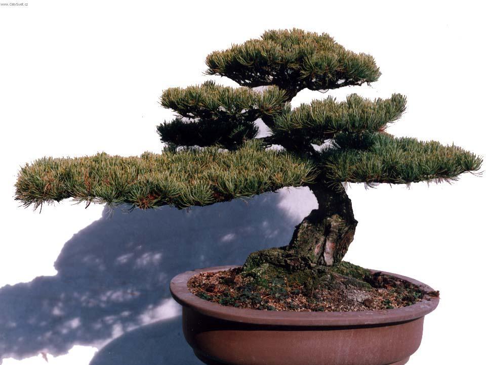 Фотографии к статье: Бонсай (Bonsai)