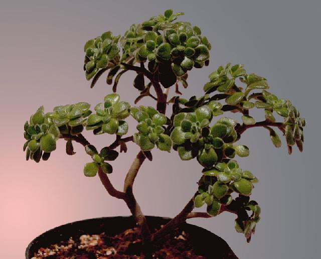 Фотографии к статье: Бонсай (Bonsai)