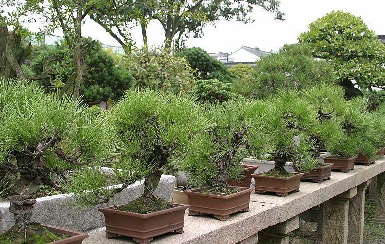 Фотографии к статье: Бонсай (Bonsai)