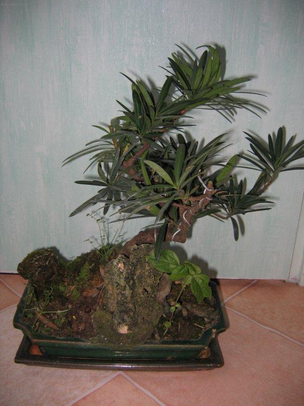 Фотографии к статье: Бонсай (Bonsai)