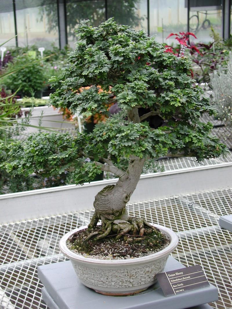 Фотографии к статье: Бонсай (Bonsai)