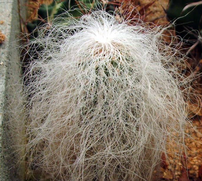 Фотографии к статье: Цефалоцереус (Cephalocereus)