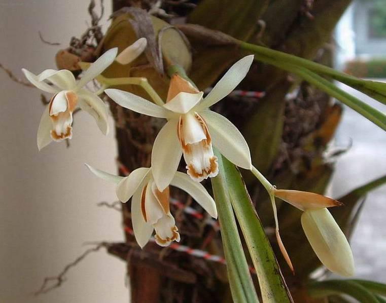 Фотографии к статье: Целогина (Coelogyne)