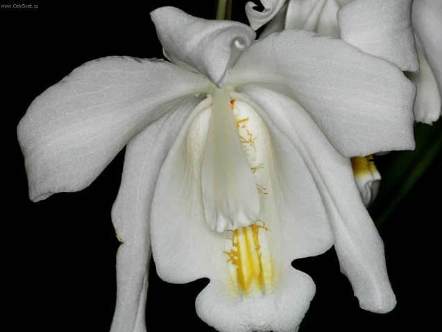 Фотографии к статье: Целогина (Coelogyne)