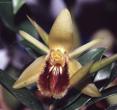 Фотографии к статье: Целогина (Coelogyne)