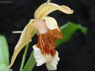 Фотографии к статье: Целогина (Coelogyne)