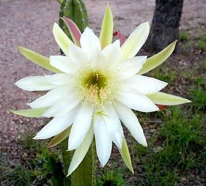 Фотографии к статье: Цереус (Cereus)