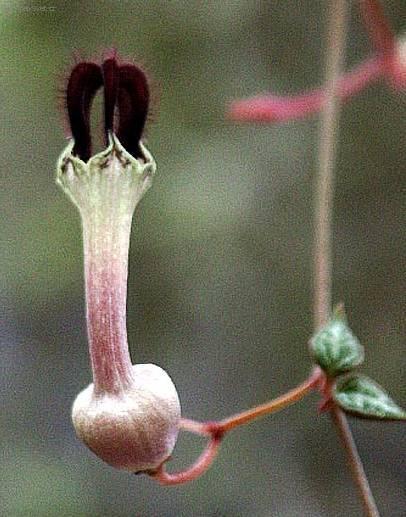 Фотографии к статье: Церопегия Вуда (Ceropegia Woodii)