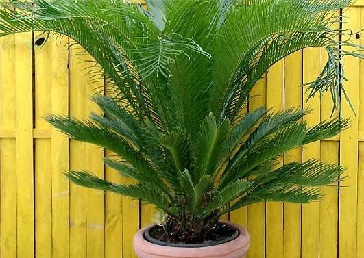 Фотографии к статье: Цикас, саговник (Cycas revoluta)