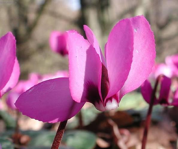 Фотографии к статье: Цикламен, дряква (Cyclamen)