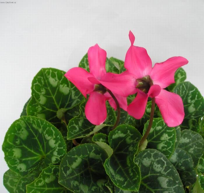 Фотографии к статье: Цикламен, дряква (Cyclamen)