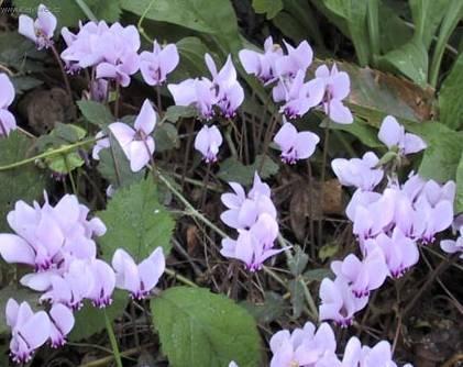 Фотографии к статье: Цикламен, дряква (Cyclamen)