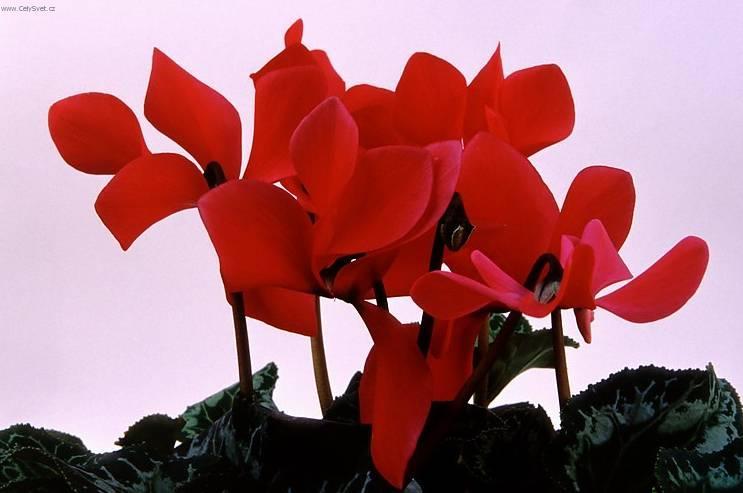 Фотографии к статье: Цикламен, дряква (Cyclamen)