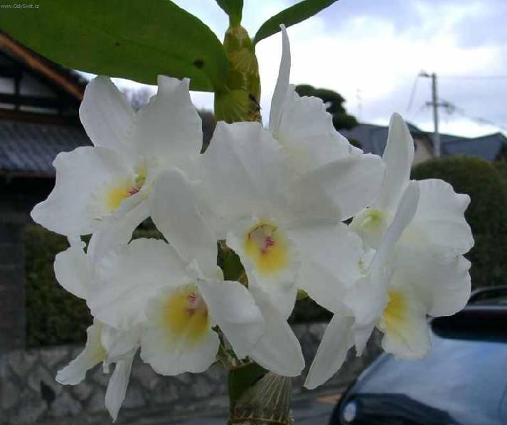 Фотографии к статье: Дендробиум (Dendrobium aphrodite)