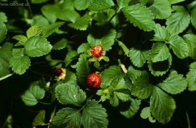 Фотографии к статье: Дюшенея индийская (Duchesnea indica)