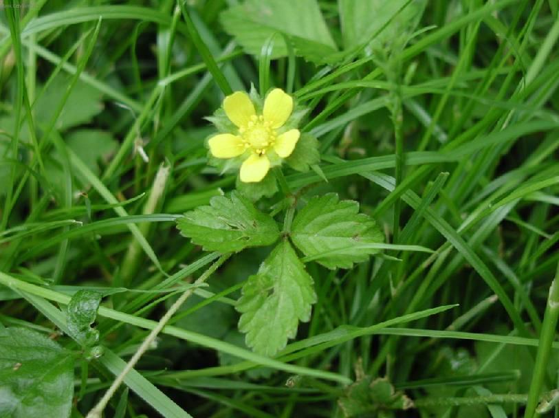 Фотографии к статье: Дюшенея индийская (Duchesnea indica)