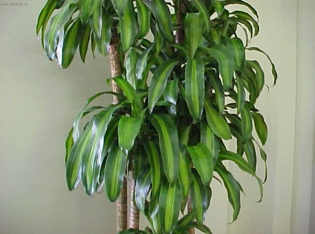 Фотографии к статье: Драцена канарская, драконовое дерево (Dracaena)