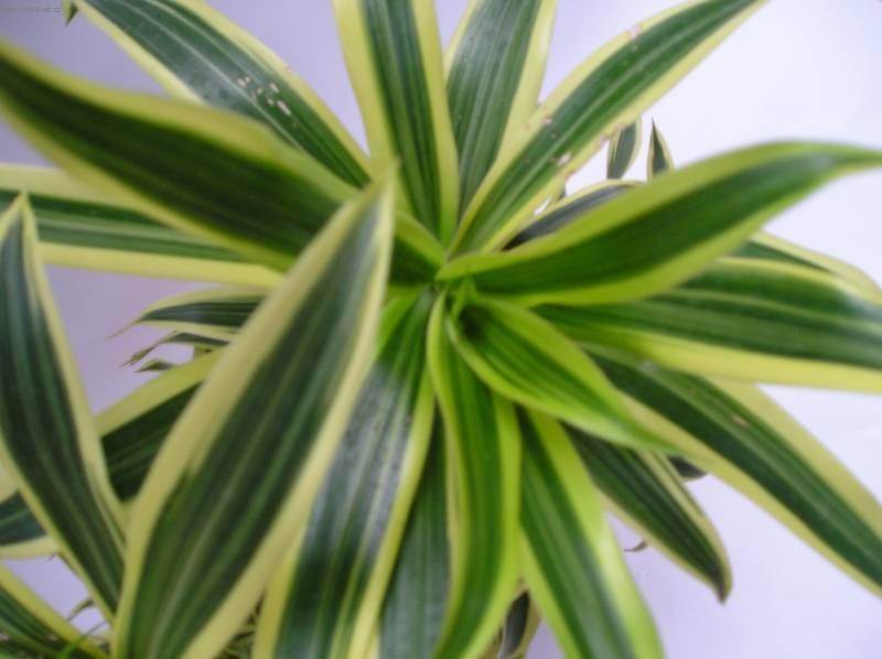 Фотографии к статье: Драцена канарская, драконовое дерево (Dracaena)