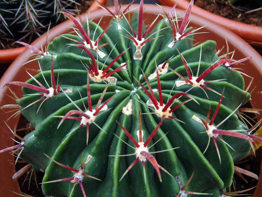 Фотографии к статье: Ферокактус широкоиглый (Ferocactus latispinus)