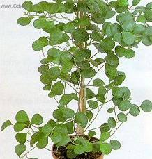 Фотографии к статье: Фикус дельтовидный (Ficus deltoidea)