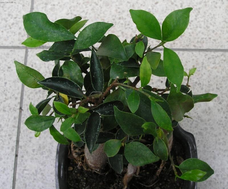 Фотографии к статье: Фикус (Ficus)