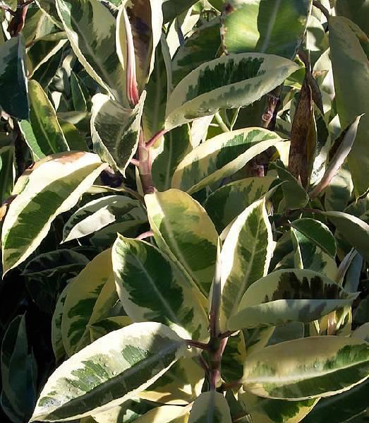 Фотографии к статье: Фикус каучуконосный (каучуковое дерево) (Ficus elastica)